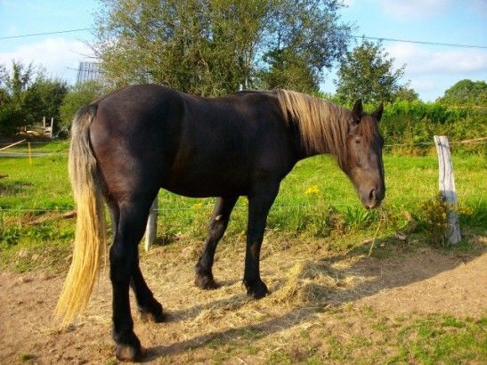 Haustausch mit Tieren