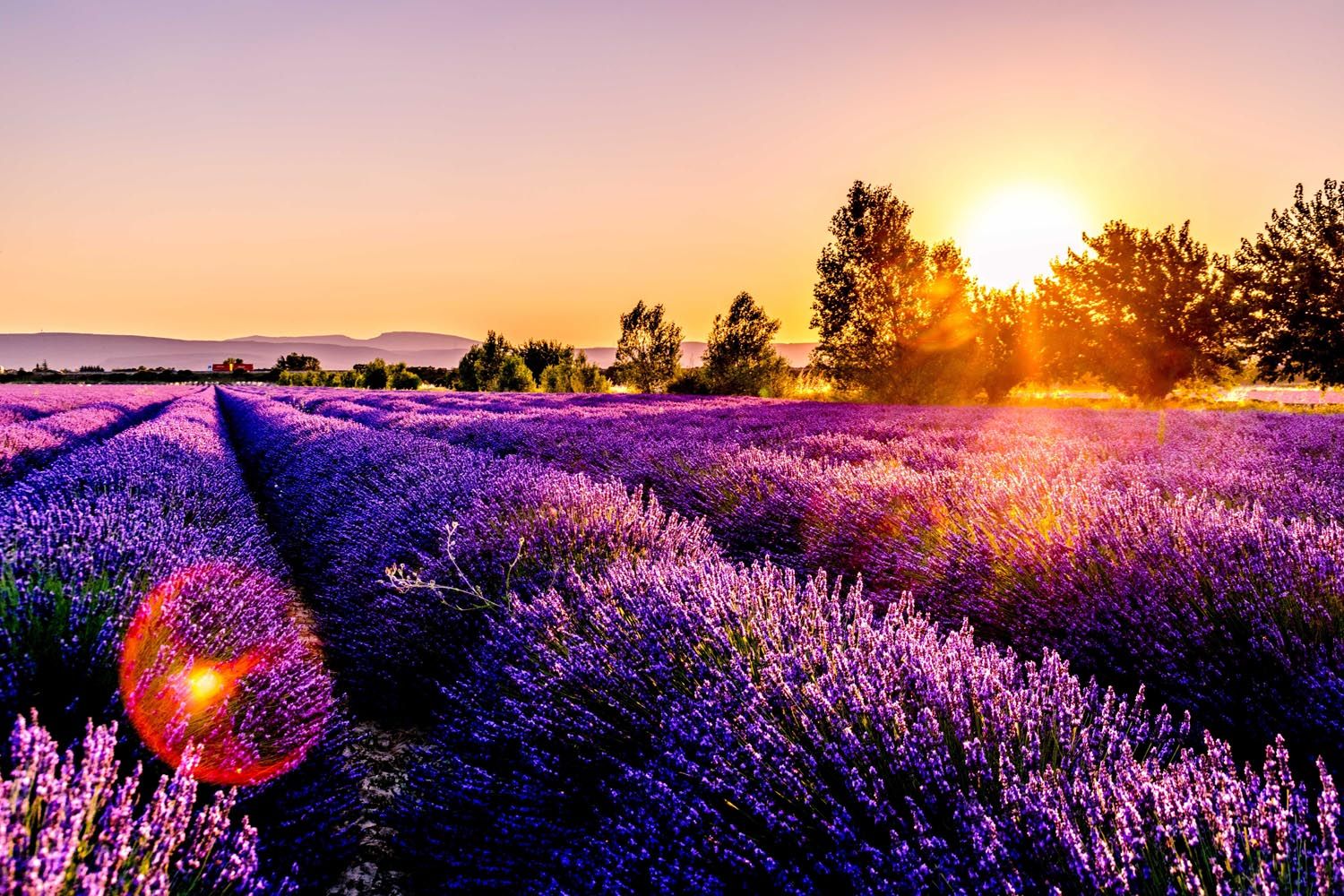 Lavendelfeld in der Provence