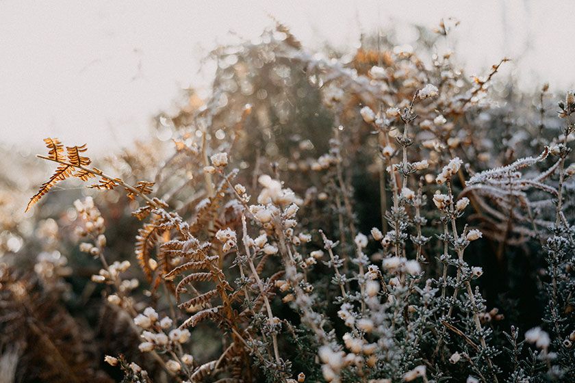 Lüneburger Heide im Herbst und Winter besuchen
