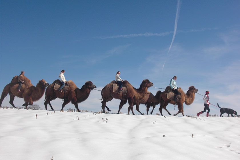 Kamelreiten in Bayern