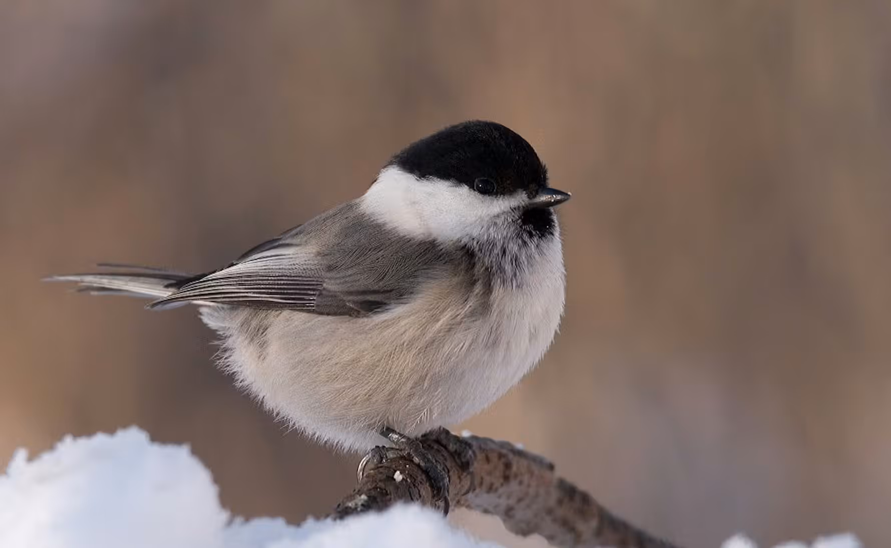 A talltita, or willow tit (Poecile montanus), grasping a branch with its tiny feet