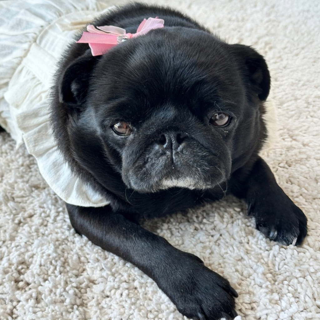 Little Pug Beatrix