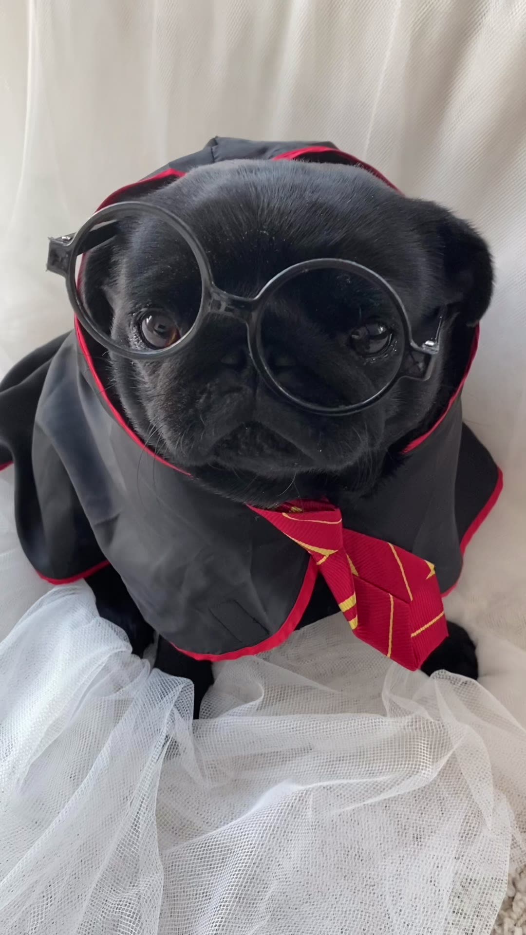 Beatrix, a black pug, wearing a lightweight Harry Potter wizard robe and red-and-gold tie with round glasses, sitting calmly for a Halloween photo.