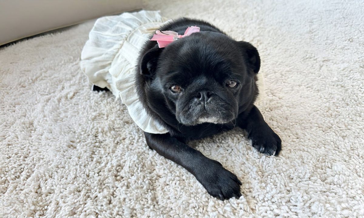 Do Pugs Shed? What to Expect and How to Manage It Like a Pro