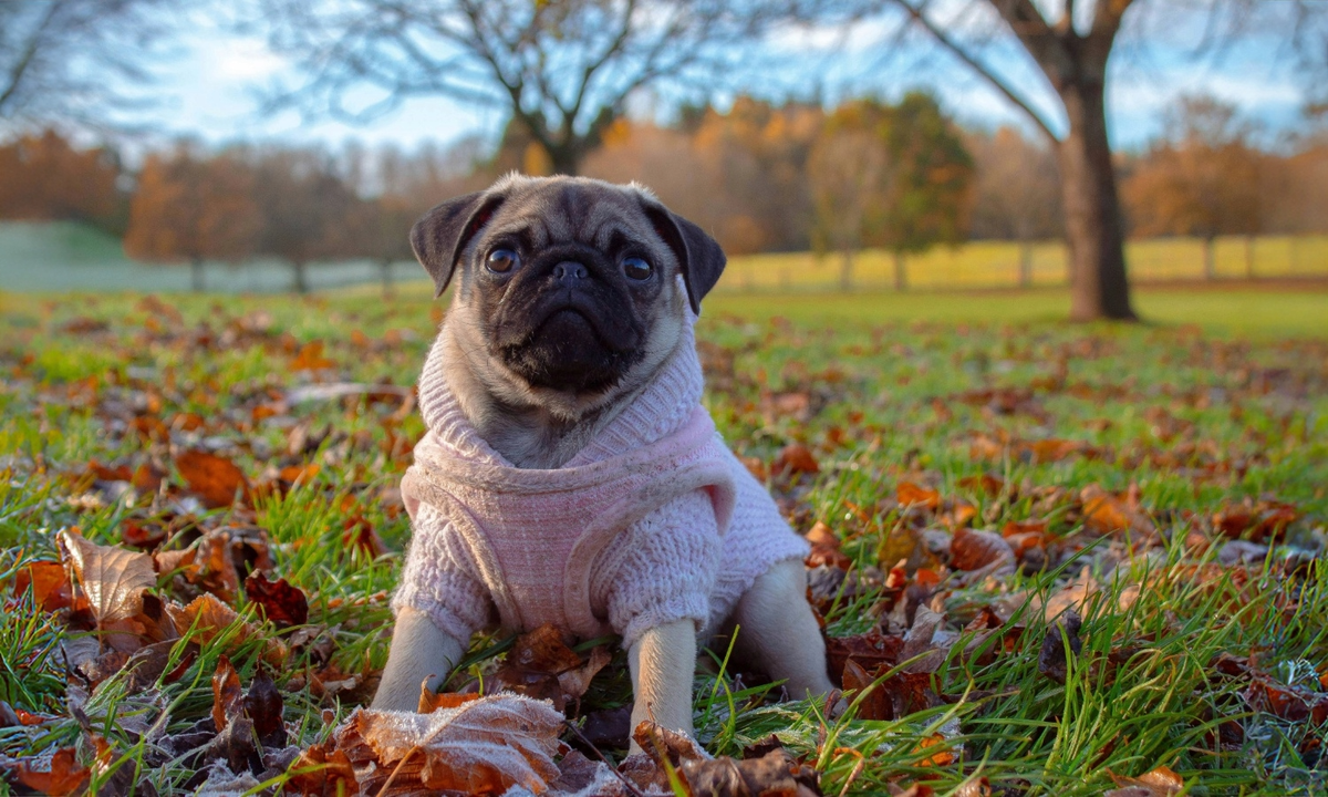 Male vs. Female Pug: Which One Should You Pick?