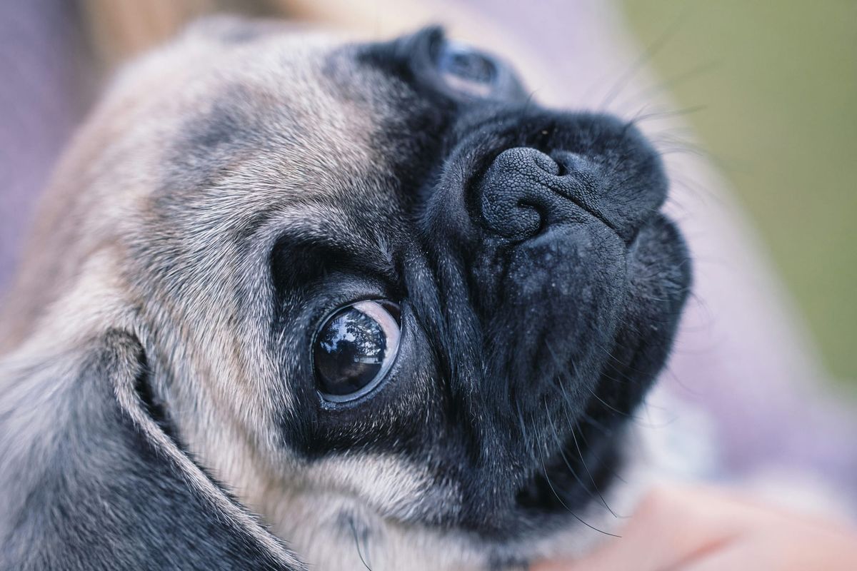 Pug Wrinkle Care: Keep Those Folds Fresh and Healthy