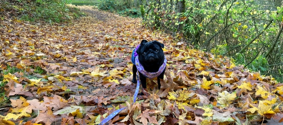 Fall Activities to Enjoy with Your Pug: A Seasonal Guide for Cozy Adventures