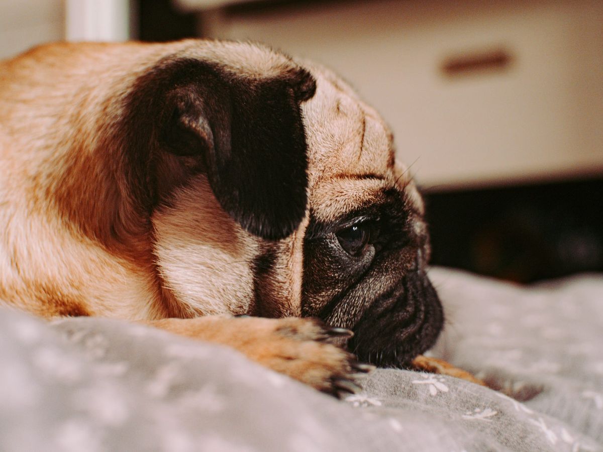 BOAS and Pet Insurance for Pugs: What Owners Need to Know