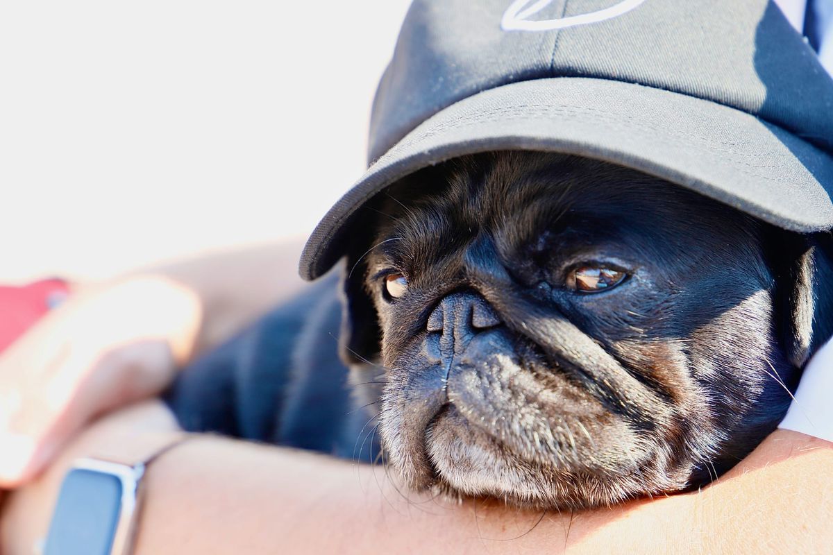Pet Insurance for Pugs: Is It Worth It?