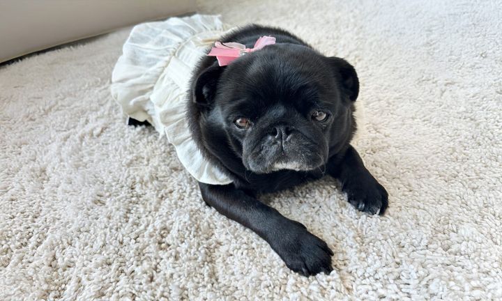 Do Pugs Shed? What to Expect and How to Manage It Like a Pro