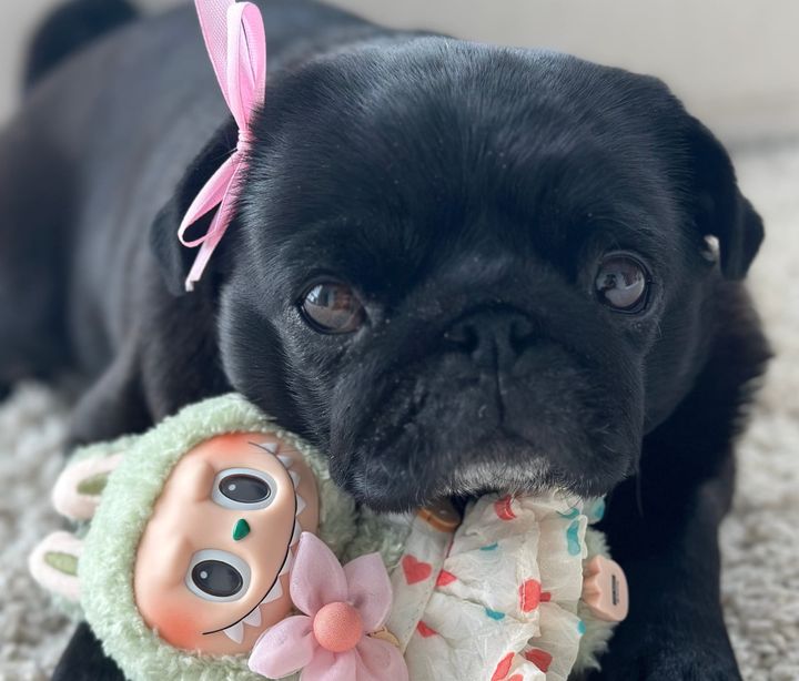 Pug Health 101: Common Health Problems Every Pug Parent Should Know