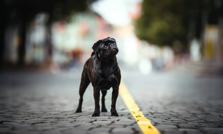 Should You Get a Pug from a Breeder or Rescue? Pros & Cons for Future Pug Parents