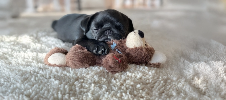 Best Toys for Pugs: Top Picks for Puppies, Adults & Seniors
