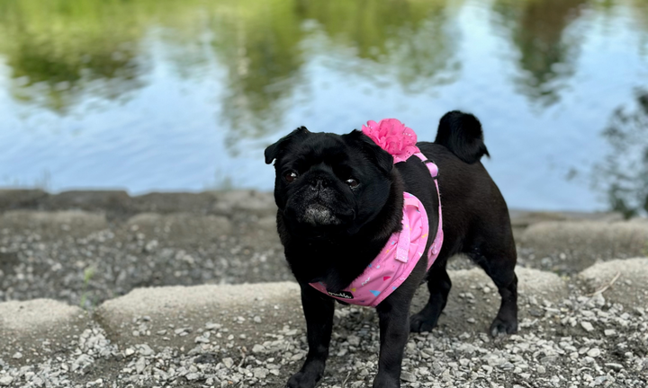 Pug Training 101: Smart Yet Stubborn — How to Get the Best Out of Your Pug