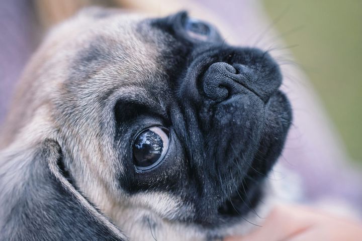 Pug Wrinkle Care: Keep Those Folds Fresh and Healthy