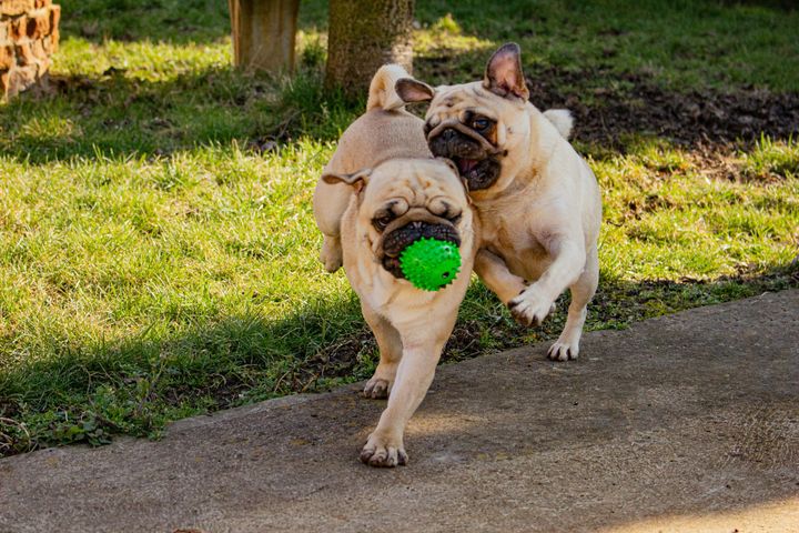 Should You Get Another Pug? A Guide for Single-Pug Households