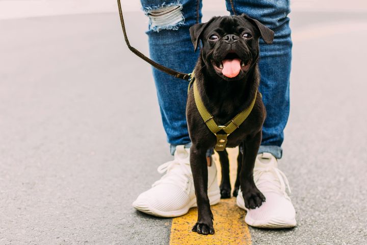 How Much Exercise Does a Pug Need? A Complete Guide for Club Pug Members