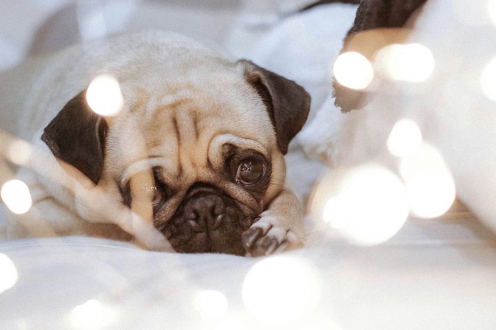 Pug Eye Care: How to Protect Those Big, Beautiful Eyes