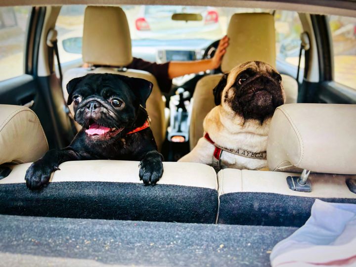 Breathing Issues in Pugs: What Every Pug Parent Should Know