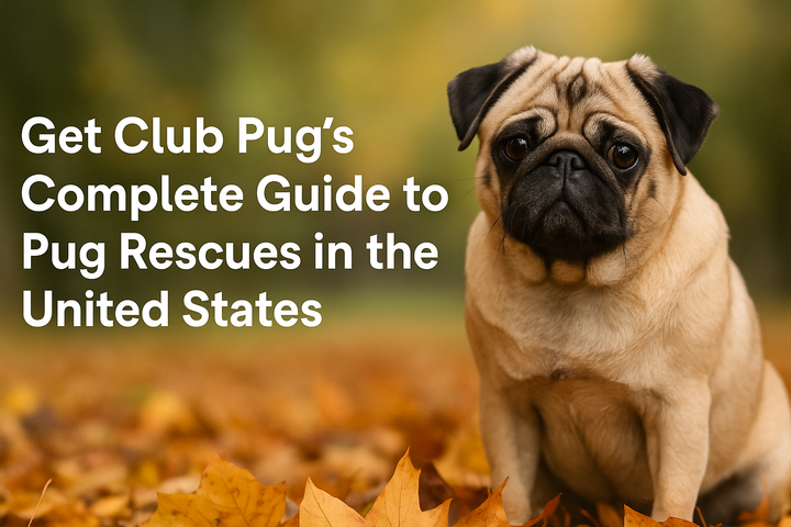 Discover Your Nearest Pug Rescue: Download Club Pug’s Directory of Pug Rescues in the United States