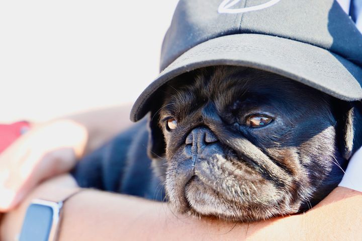Pet Insurance for Pugs: Is It Worth It?