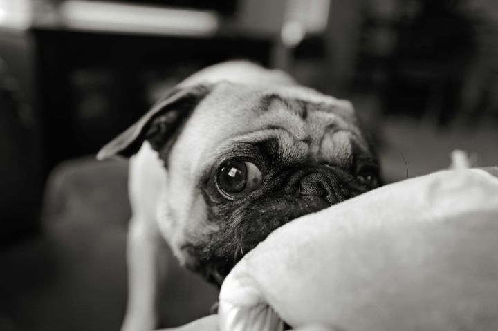 Are Pugs Good Dogs? Pros, Cons & What No One Tells You