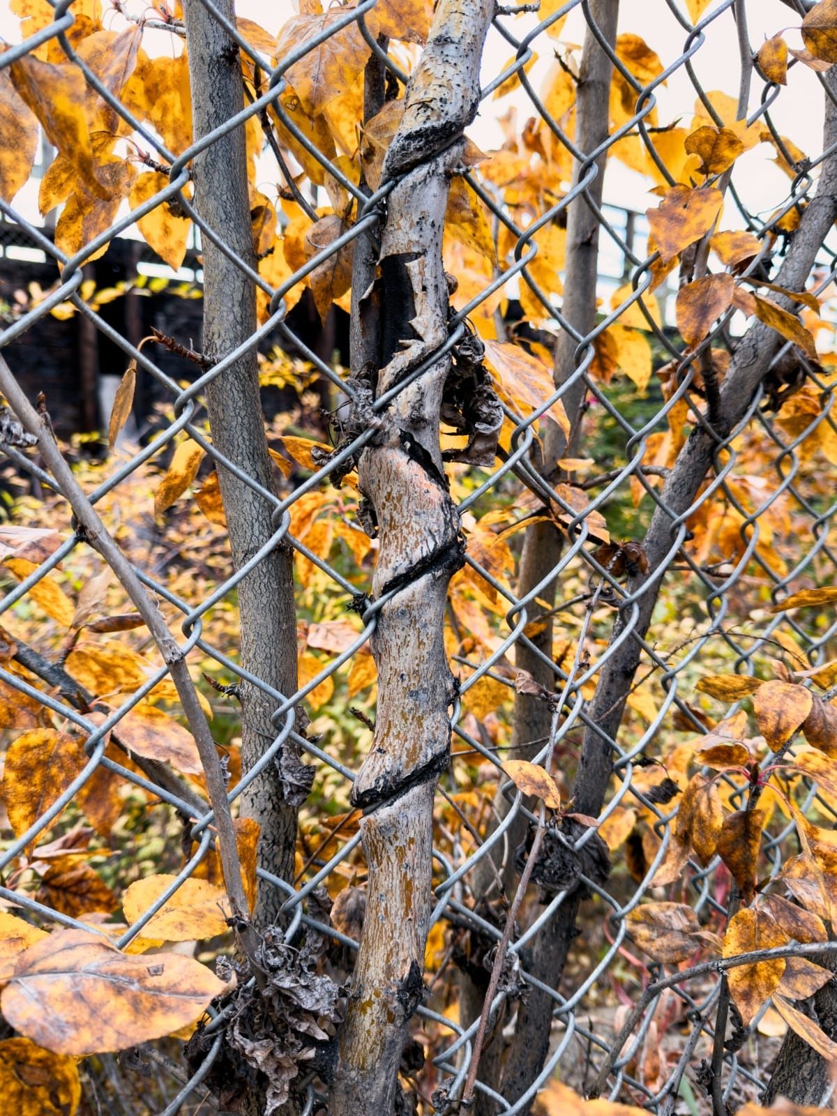 The lost memory of a perfect McPizza