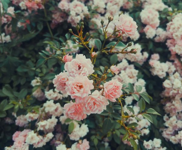 a photo of pink and white flowers on a branch, in front of a bush largely made up of the same. . 