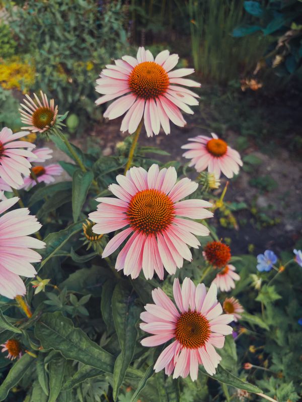 The Tale of Billy Pumpkins