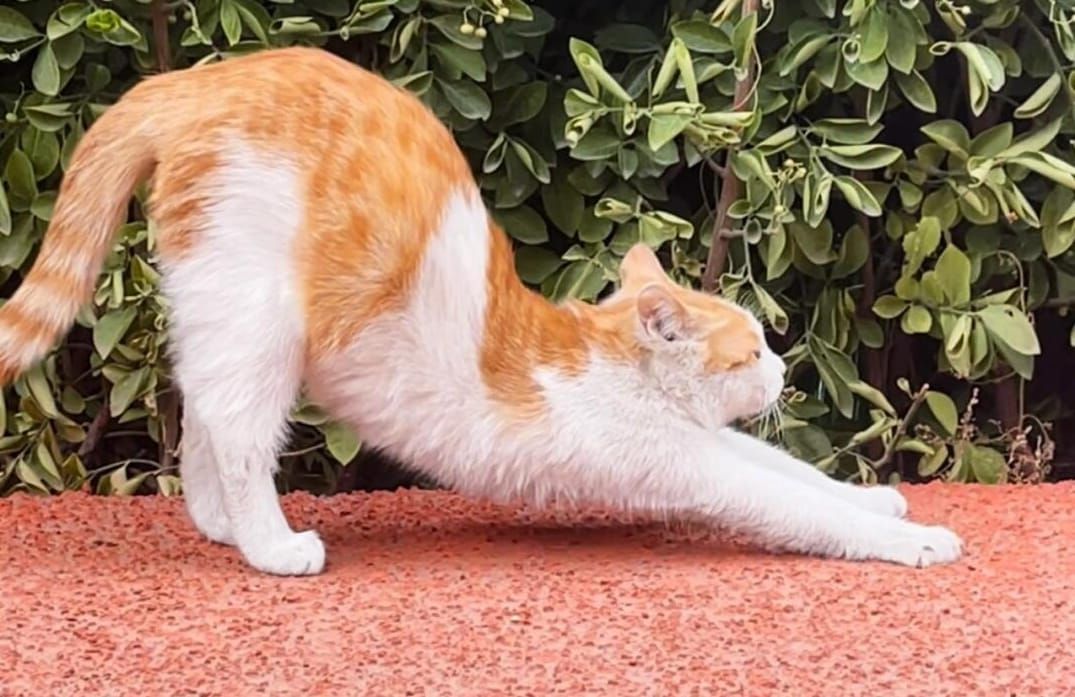 Baby's stretching & nature vs nurture