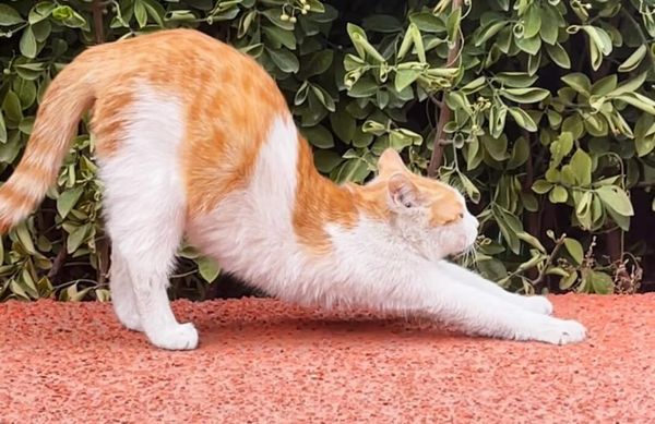Baby's stretching & nature vs nurture