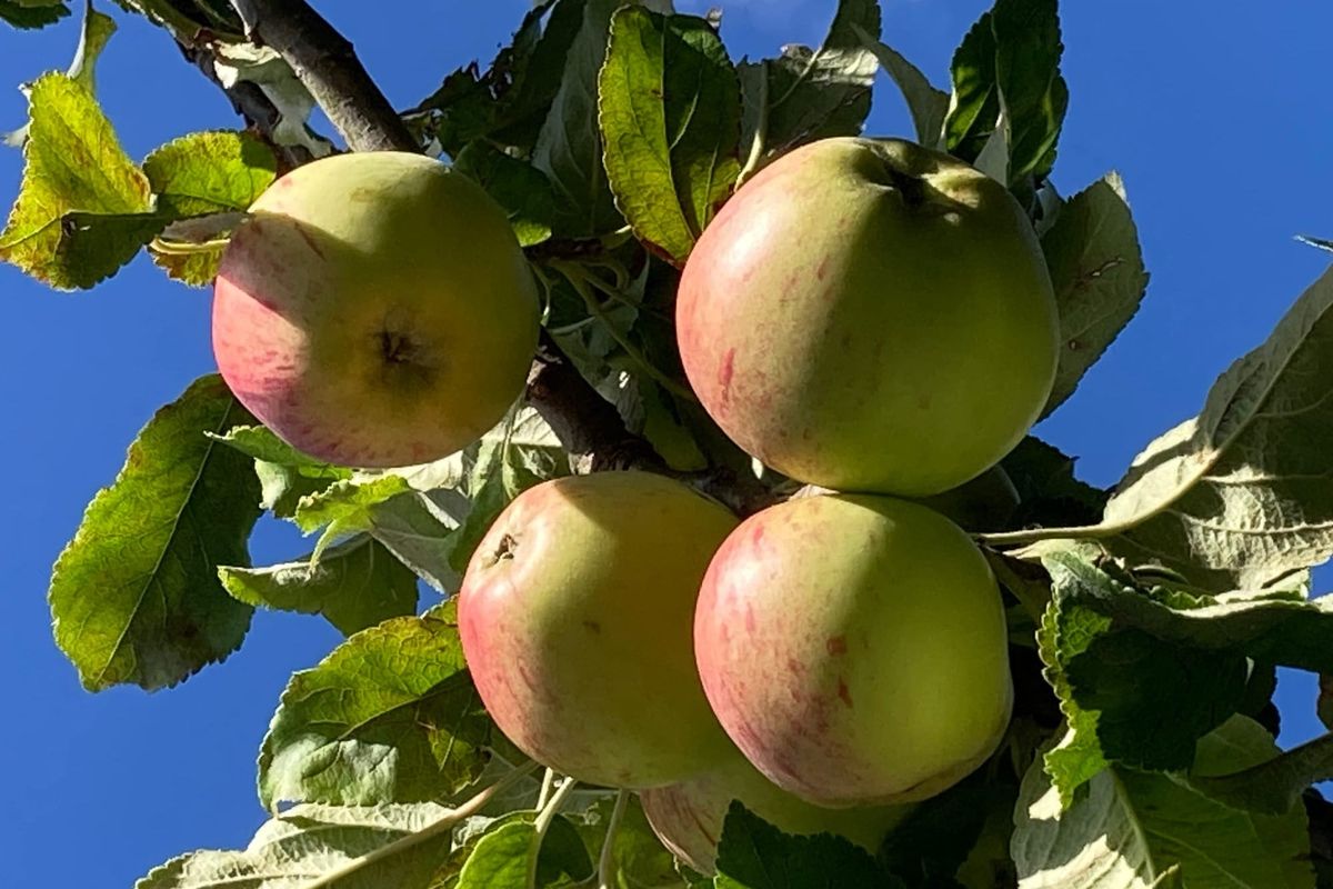 August update: summer of 25