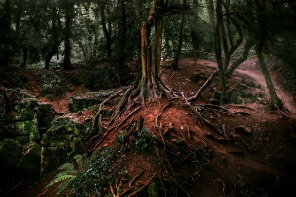 Flash!Mob May: DEEP ROOTS