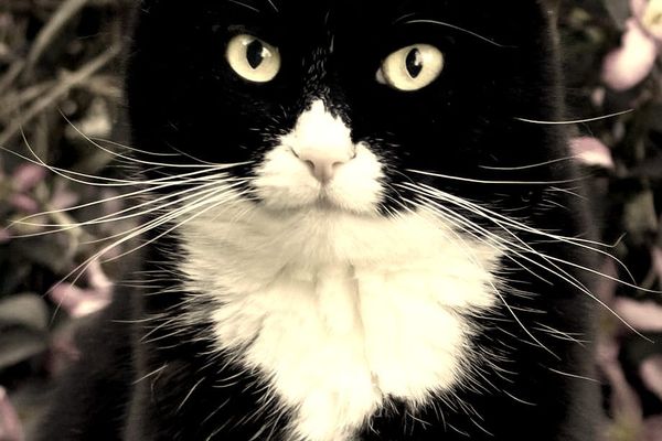 Flash!Mob June: THE CAT'S WHISKERS