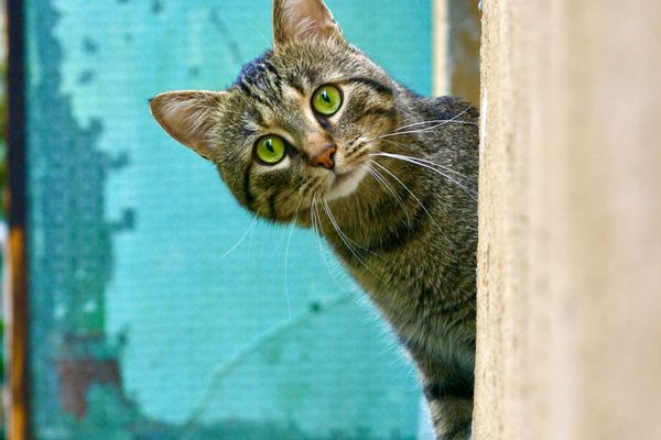 Out now: THE CAT'S WHISKERS