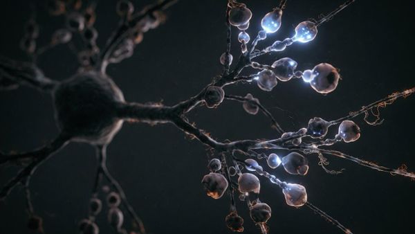 Brain Thermodynamics