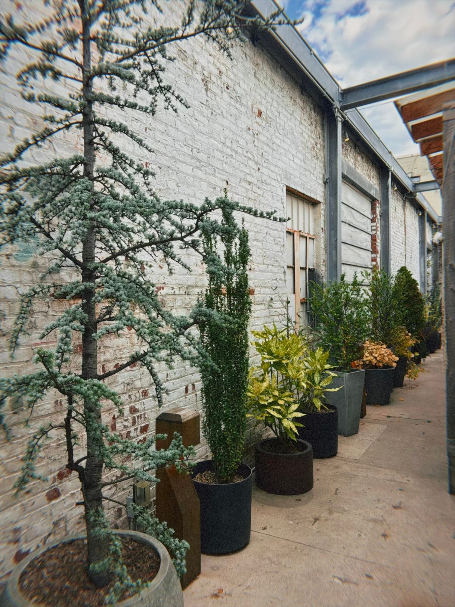 Potted plants lining the walls inside Rule of Thirds restaurant