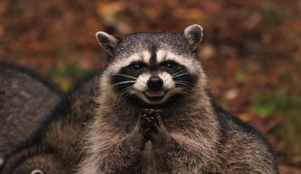 ETH's Revenge Run ($)