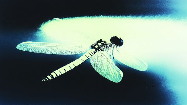 Dragonfly Investors Remain Potential DOJ Targets in Tornado Cash Case