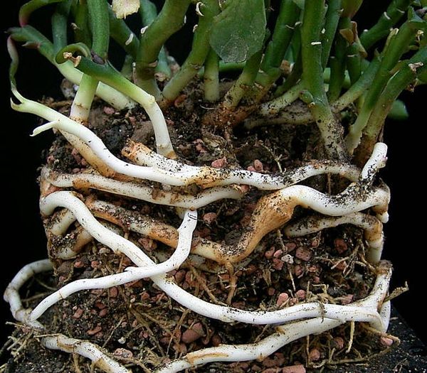 Rhizomatic NFTs 🌺