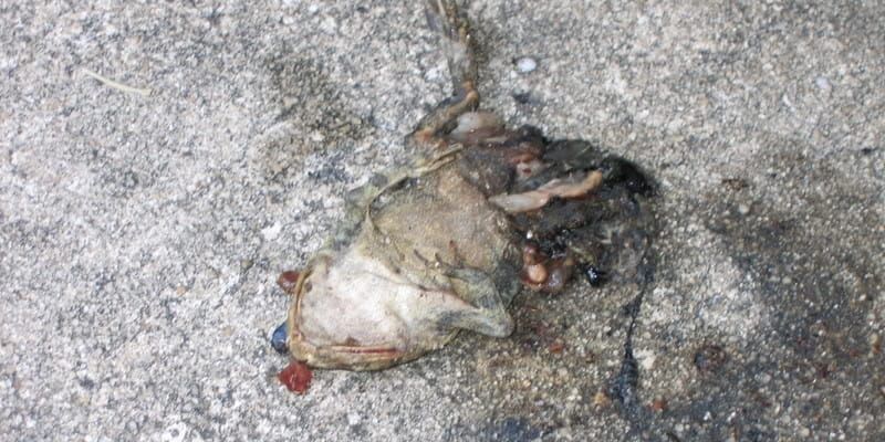 What causes a person to lie to the public?