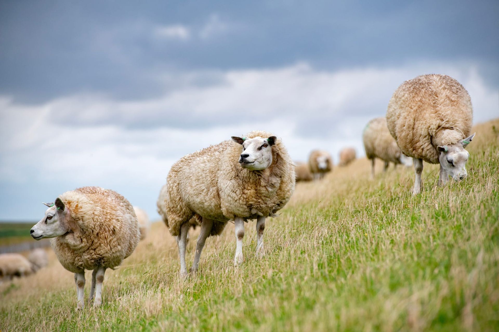 Project Dolly Shield, Chapter 1, Part 2: The Road to Tokenization is Long and Involves Better Infrastructure