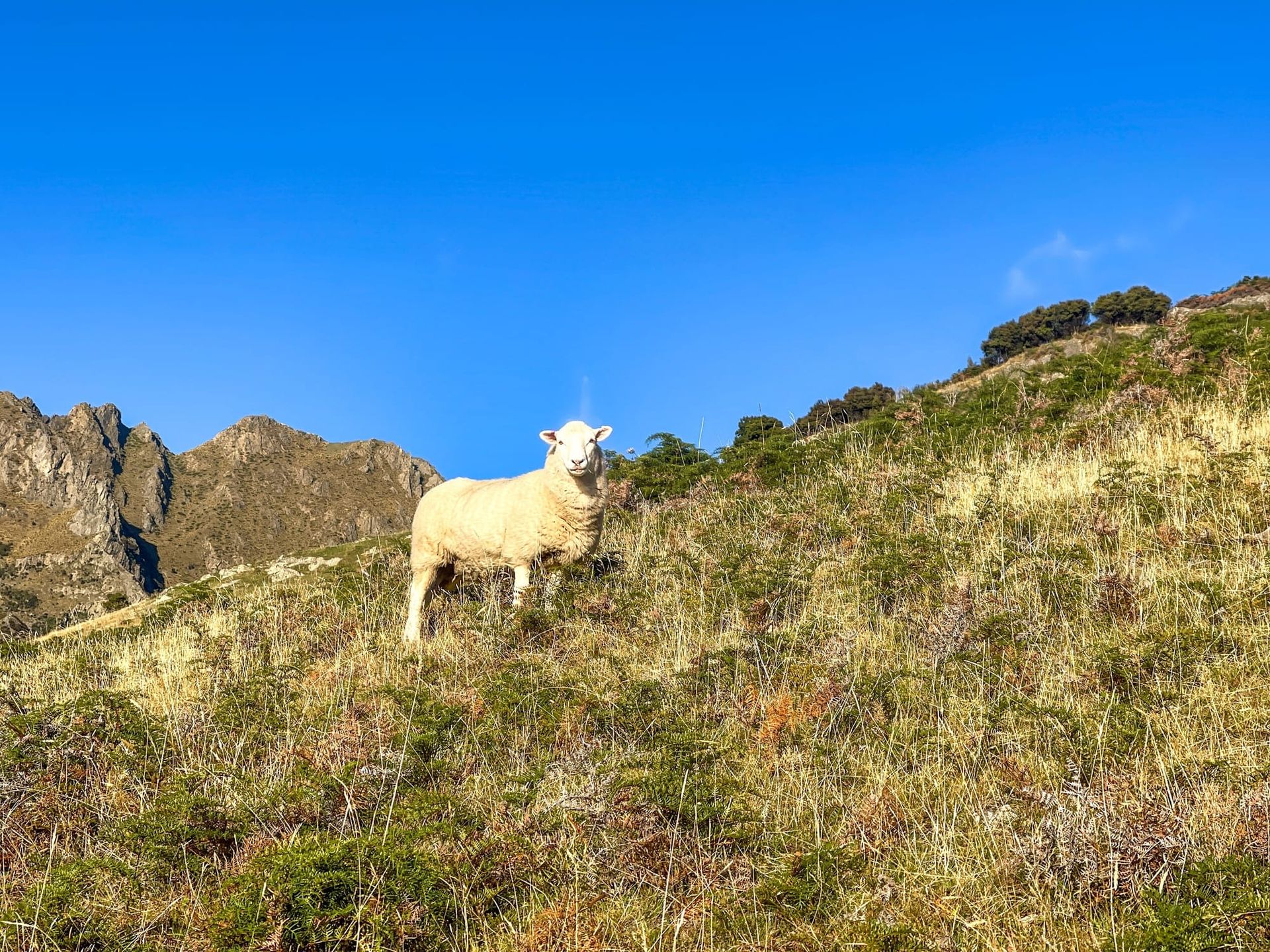 Project Dolly Shield Final: Integrating Large Language Models into Enterprise System Architectures