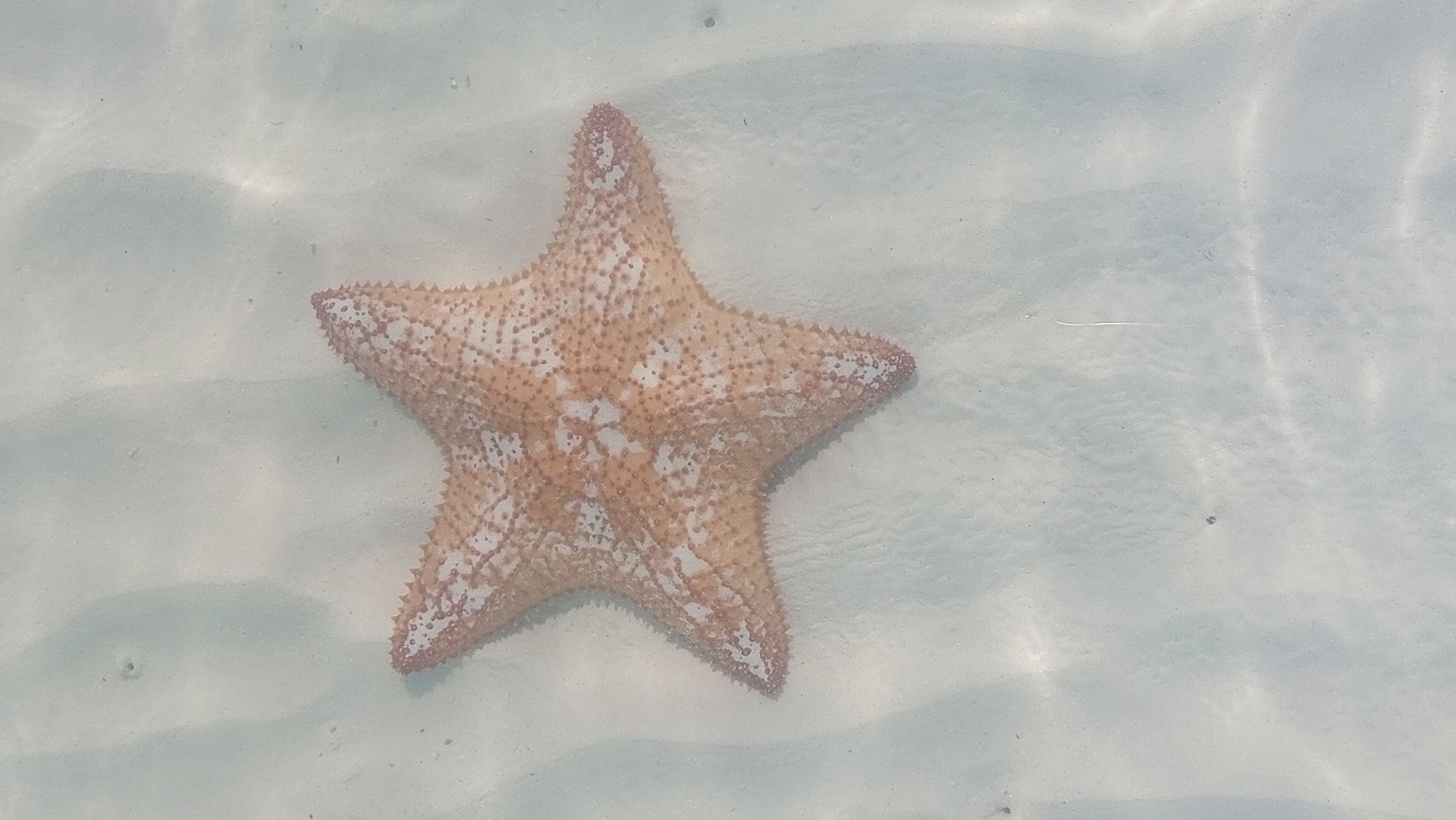 Isla Contoy:  na pár hodin v ráji