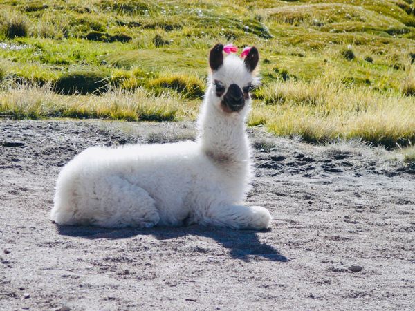 Kdo by se španělštinu učit neměl