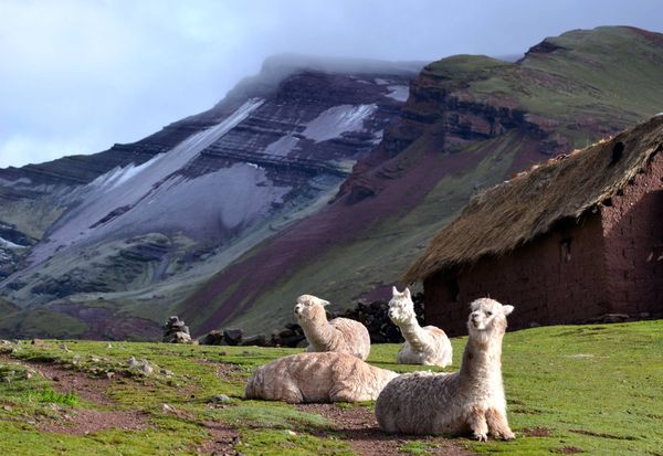 Jak jsem odjela jako dobrovolník do Peru a byla z toho svatba
