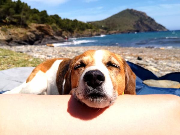 Costa Brava s 20 kg krosnou, stanem a asistenčním psem