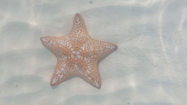 Isla Contoy:  na pár hodin v ráji