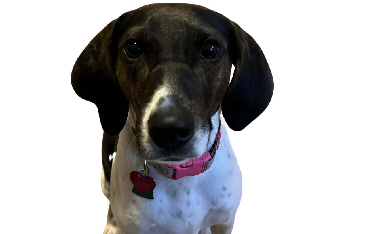 Lynchburg Humane Society to Host Open House