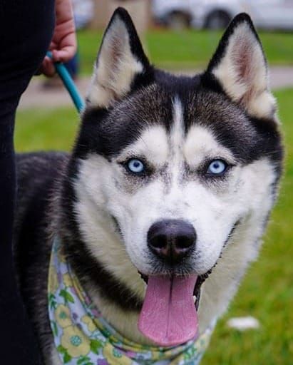 $115,000 Raised So Far for Bedford County Animal Shelter Expansion